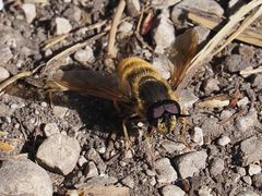 Callicera aenea