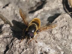 Callicera aenea