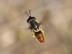 Callicera aenea