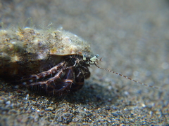 Pagurus anachoretus