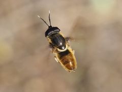 Callicera aenea