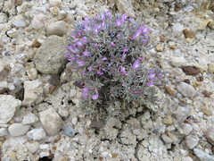 Astragalus barrii