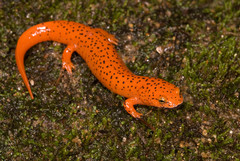 Pseudotriton ruber schencki