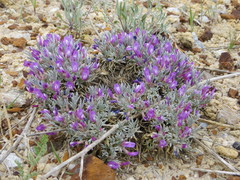 Astragalus barrii
