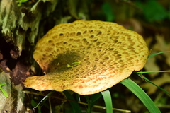 Cerioporus squamosus