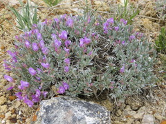 Astragalus barrii