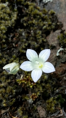 Wahlenbergia pygmaea