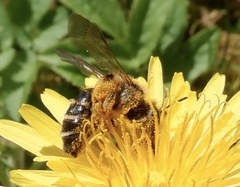 Andrena flavipes