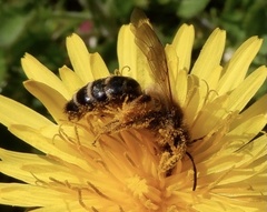 Andrena flavipes