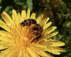 Andrena flavipes