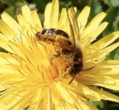 Andrena flavipes