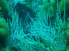 Eunicella singularis