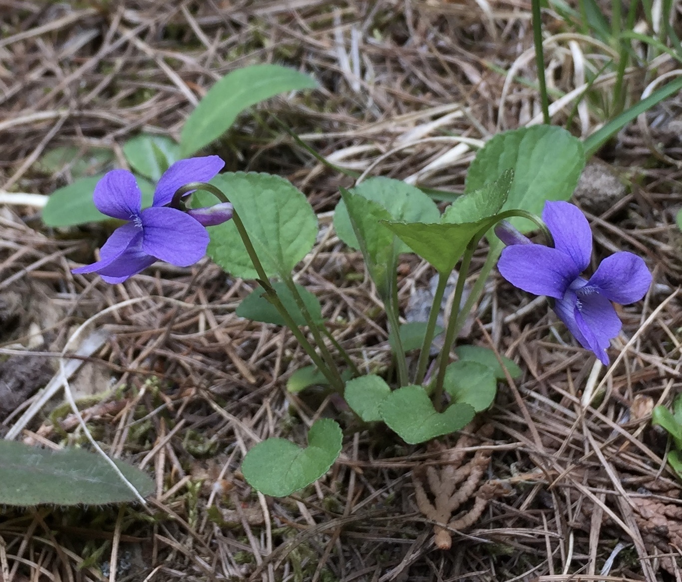 Viola adunca var. adunca