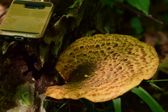 Cerioporus squamosus