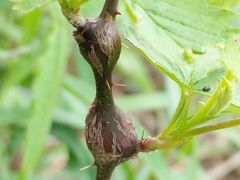 Neolasioptera nodulosa