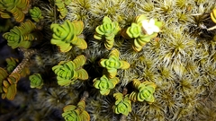Pimelea microphylla
