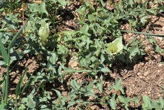 Calystegia peirsonii