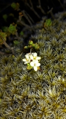 Pimelea microphylla