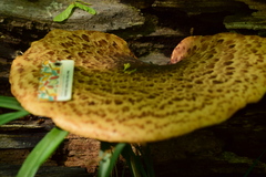 Cerioporus squamosus