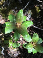 Hydrangea arguta