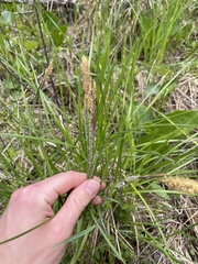 Carex atherodes