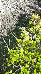 Coprosma perpusilla