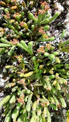 Kelleria