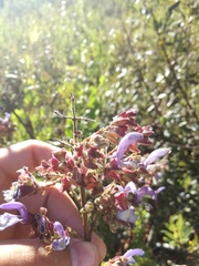 Salvia chamelaeagnea