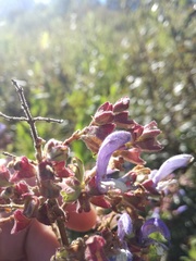 Salvia chamelaeagnea