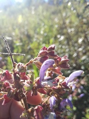 Salvia chamelaeagnea