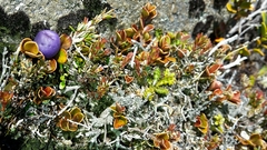 Myrsine nummularia