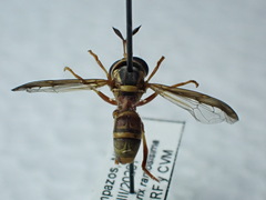 Polybiomyia