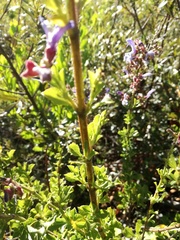 Salvia chamelaeagnea