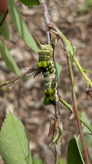 Limenitis arthemis astyanax