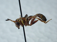 Polybiomyia