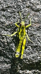 Sigaus piliferus
