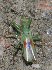 Nabis viridulus