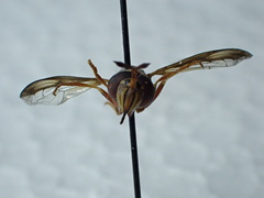 Polybiomyia