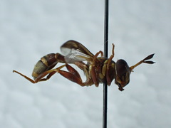 Polybiomyia