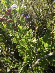 Salvia chamelaeagnea