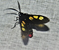 Procalypta victorina