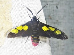 Procalypta victorina