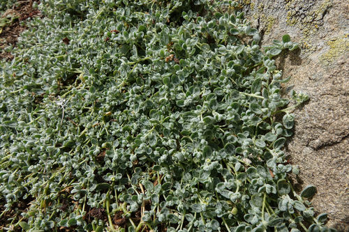 Atriplex buchananii (Atriplex buchananii)