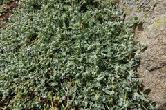 Atriplex buchananii