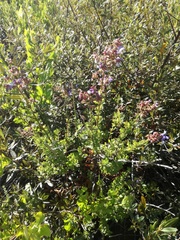 Salvia chamelaeagnea