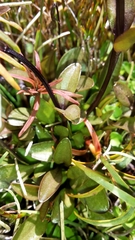 Gentianeae