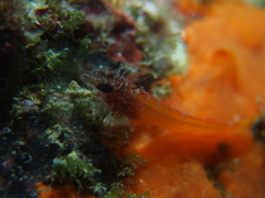 Tripterygion melanurus