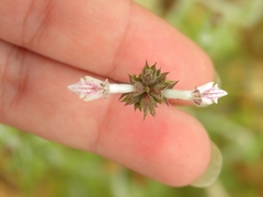 Stachys distans
