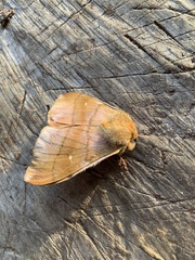 Ormiscodes cinnamomea