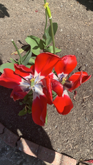 Tulipa